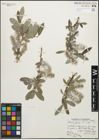 Foto von Salix glauca L.